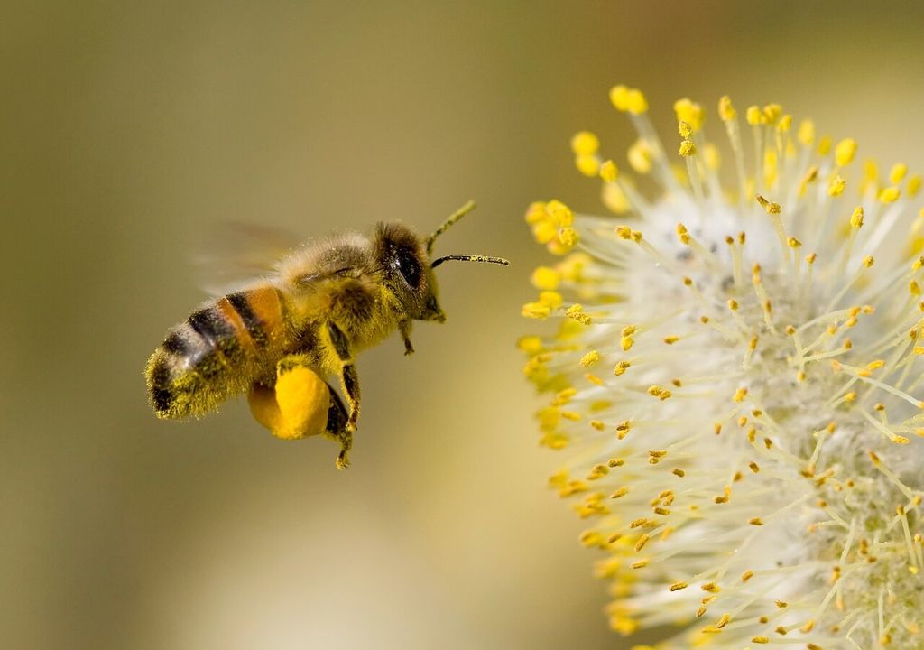 Abeja con polen Abeja con polen