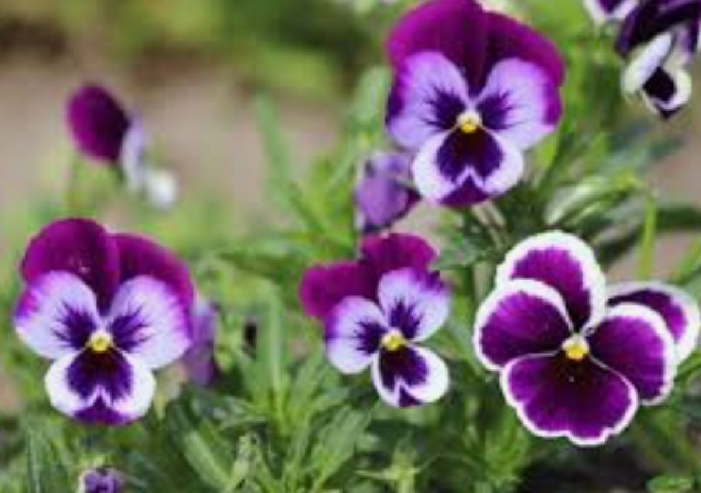 Más allá del frío: descubre cuáles son las plantas que desafían el invierno en Argentina