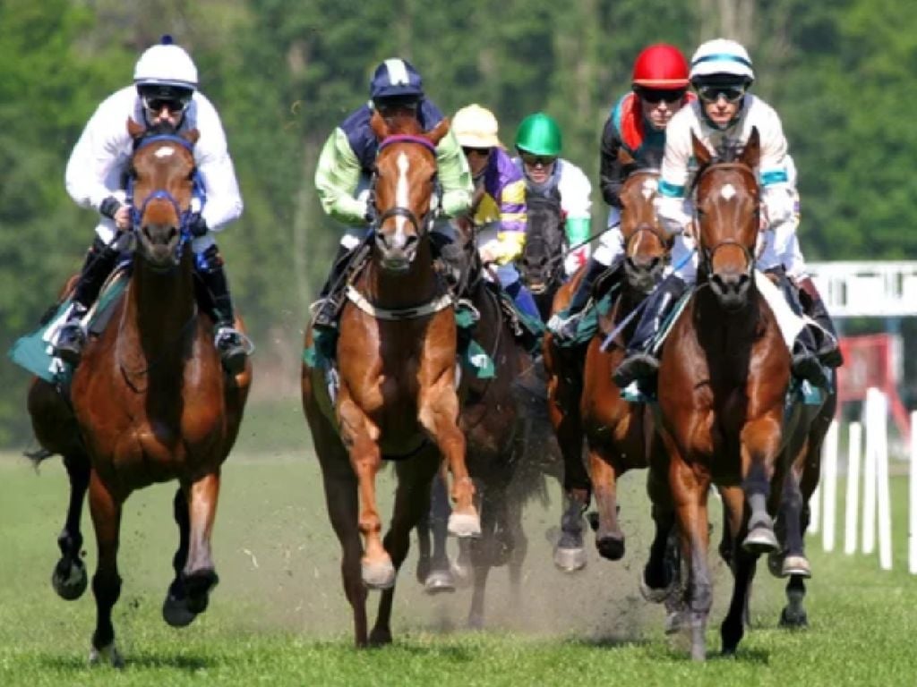 El abuso animal en la equitación y las carreras de caballos El abuso animal en la equitación y las carreras de caballos