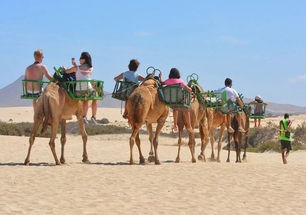 Utilizados para obtener dinero de los turistas, los camellos explotados para paseos son maltratados, amenazados, golpeados y asesinados. Utilizados para obtener dinero de los turistas, los camellos explotados para paseos son maltratados, amenazados, golpeados y asesinados.