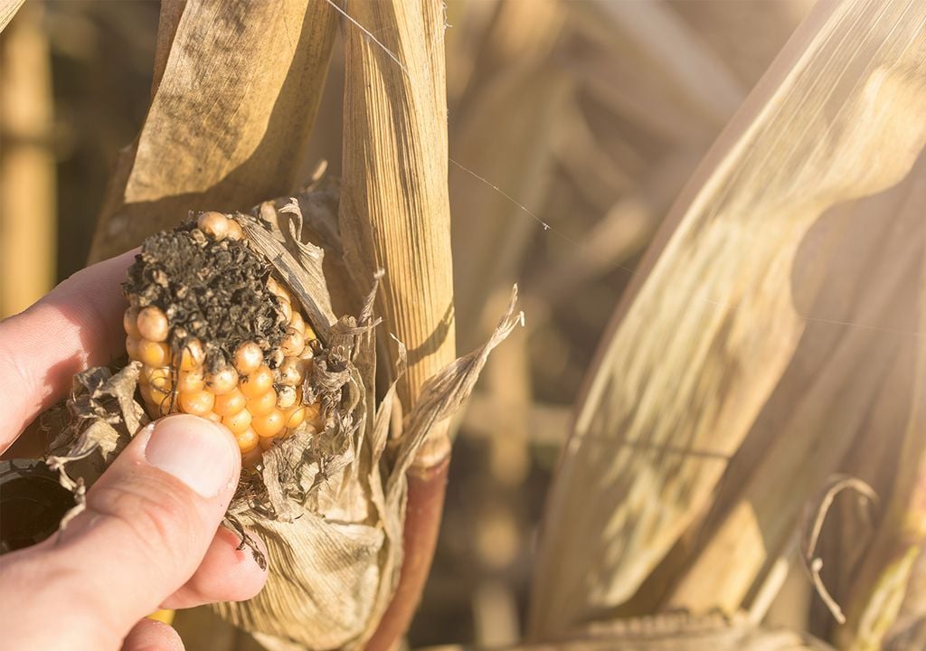 rendimiento cultivos rendimiento cultivos