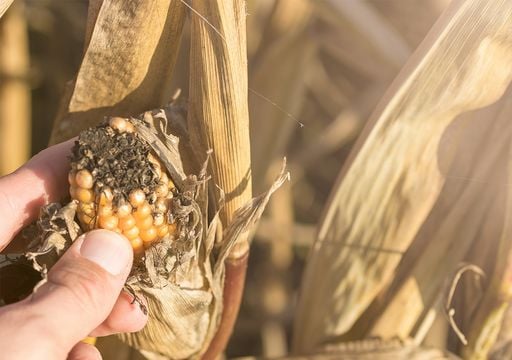 Más calor, menos cosechas: así el cambio climático pone en riesgo tus alimentos favoritos