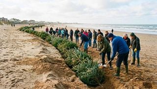 M&aacute;s de 2.000 &aacute;rboles de Navidad enterrados en la arena: el truco natural de Inglaterra para proteger su costa