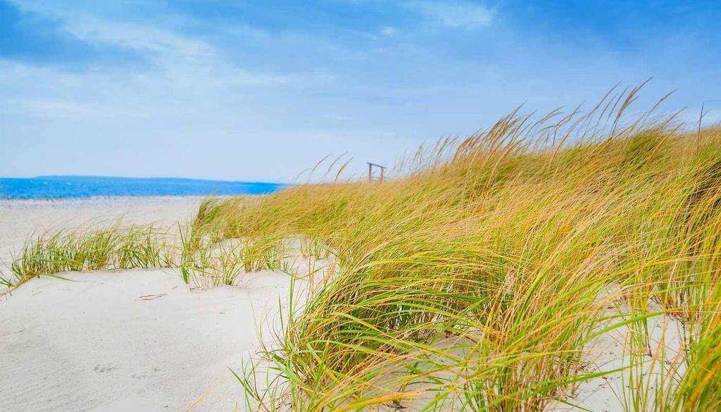 Marram grass El marram grass o barrón ayuda a fijar la arena con sus raíces y estabilizar las dunas de Inglaterra, una barrera natural frente a la erosión costera y los temporales.