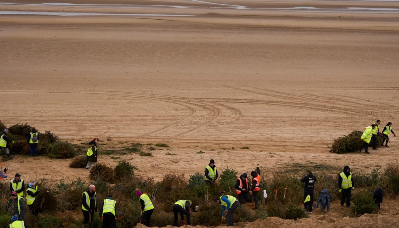 La estrategia tiene una ventaja adicional: reutiliza árboles que, de otro modo, podrían convertirse en residuos y aprovecha sus ramas como una estructura temporal para retener arena. Photograph: Christopher Thomond/The Guardian