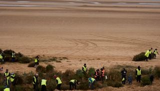 M&aacute;s de 20.000 &aacute;rboles de Navidad enterrados en la arena: la estrategia natural contra los temporales
