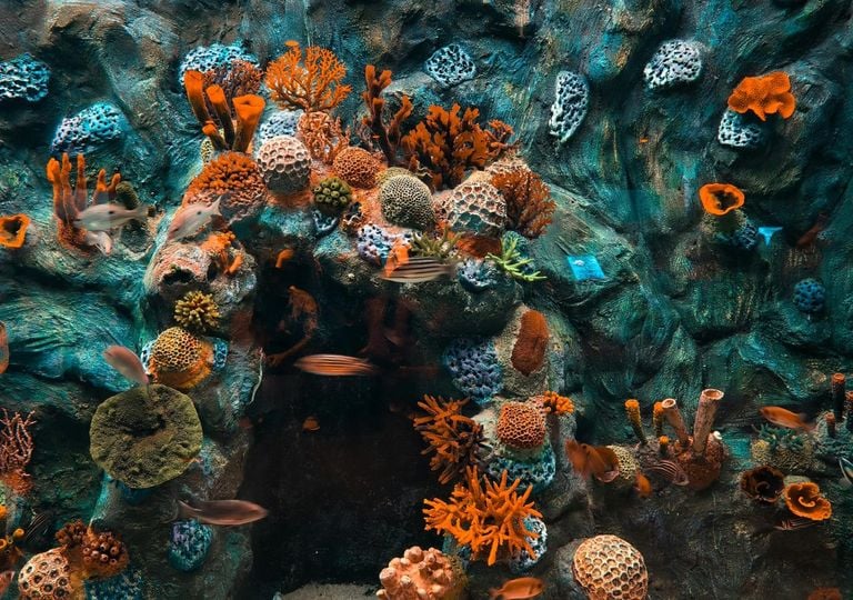 M&aacute;s de 200 cient&iacute;ficos espa&ntilde;oles avisan del abandono de las reservas marinas: "la vigilancia est&aacute; en m&iacute;nimos hist&oacute;ricos"