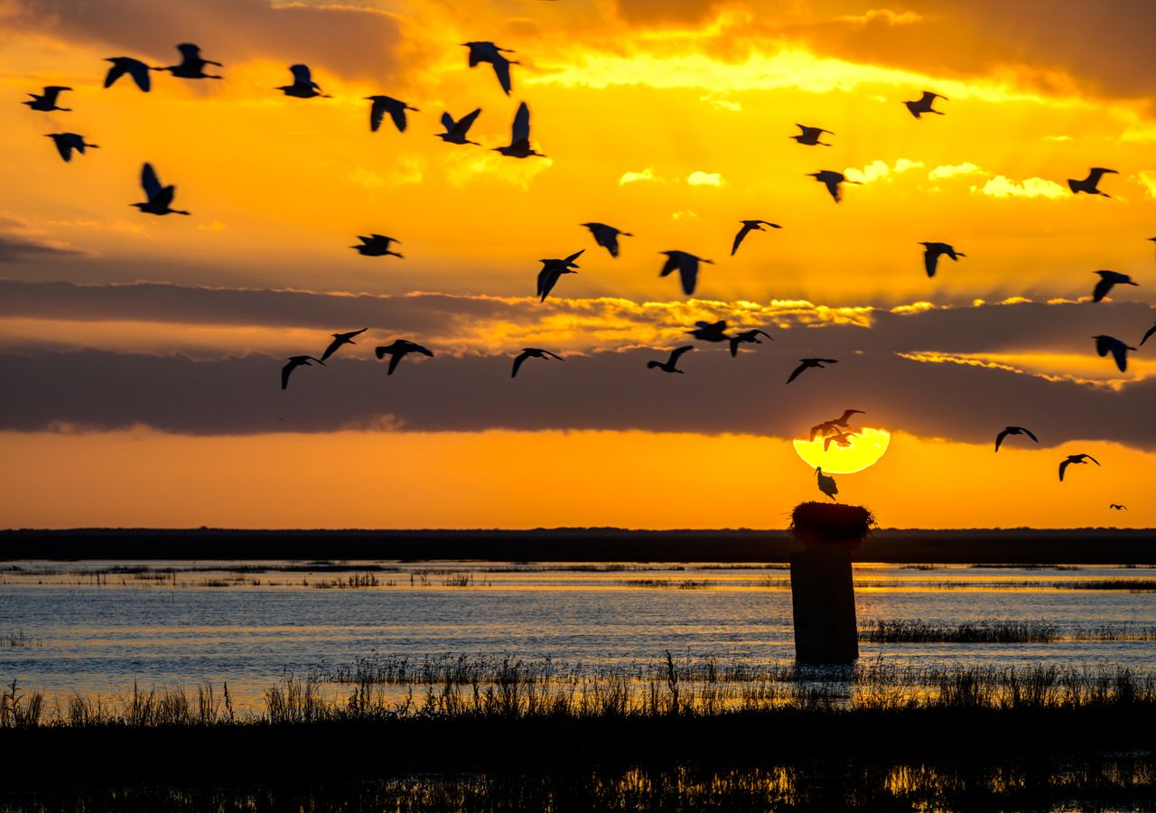 Parque Nacional de Doñana es Patrimonio de la Humanidad por la UNESCO, Reserva de la Biosfera y Sitio Ramsar.