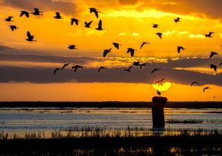 Más de 270 científicos rechazan el deslinde que amenaza Doñana: "ignoran que es un humedal de agua dulce"