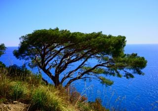 Más del 20 % de las especies vegetales de la Tierra se encuentran sólo en islas, y se acaba el tiempo para salvarlas