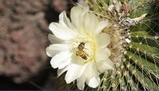 Las lluvias despiertan el Desierto Florido y cambian las rutas de abejas y otros polinizadores