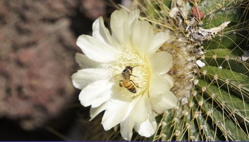 Las lluvias despiertan el Desierto Florido y cambian las rutas de abejas y otros polinizadores