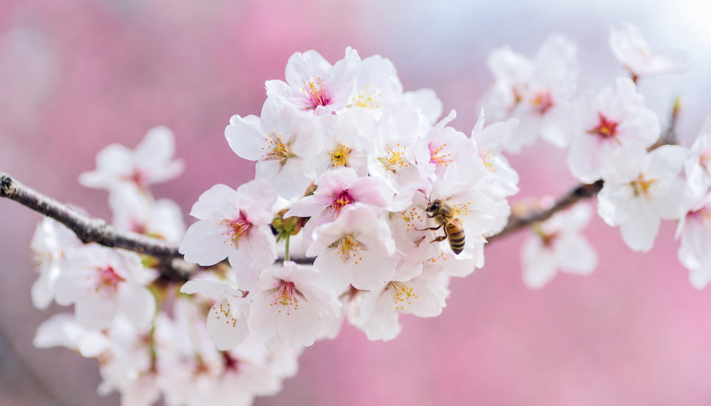 Las lluvias no solo transforman el paisaje: al aumentar la disponibilidad de flores, también amplían las rutas de alimentación de abejas y otros polinizadores en el norte de Chile.