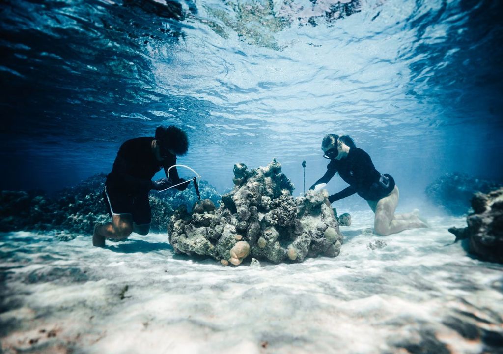 corales, cambio climatico