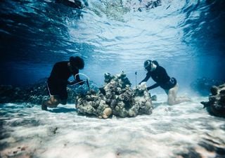 Más que un trabajo, una misión: jardineros de corales, una nueva profesión nacida de la crisis climática 