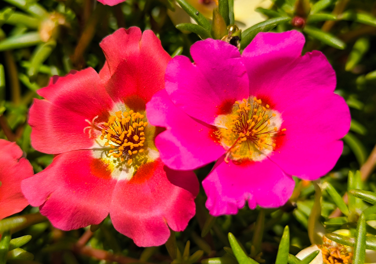 Más resistente que el geranio: florece todo el verano con pocos cuidados y adora el Sol