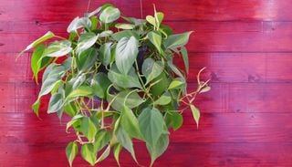M&aacute;s resistente que el potus y mucho m&aacute;s elegante: la planta de interior que es tendencia