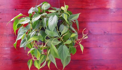 M&aacute;s resistente que el potus y mucho m&aacute;s elegante: la planta de interior que es tendencia