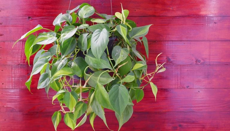 M&aacute;s resistente que el potus y mucho m&aacute;s elegante: la planta de interior que es tendencia