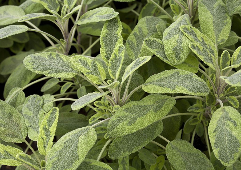 Icterina salvia Icterina salvia