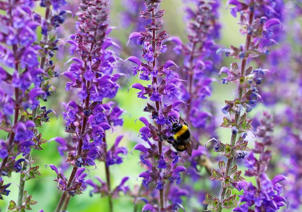 flores salvia flores salvia