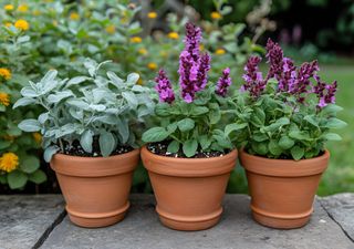 Más resistente que la lavanda: esta aromática luce bien todo el invierno y se adapta a cualquier rincón