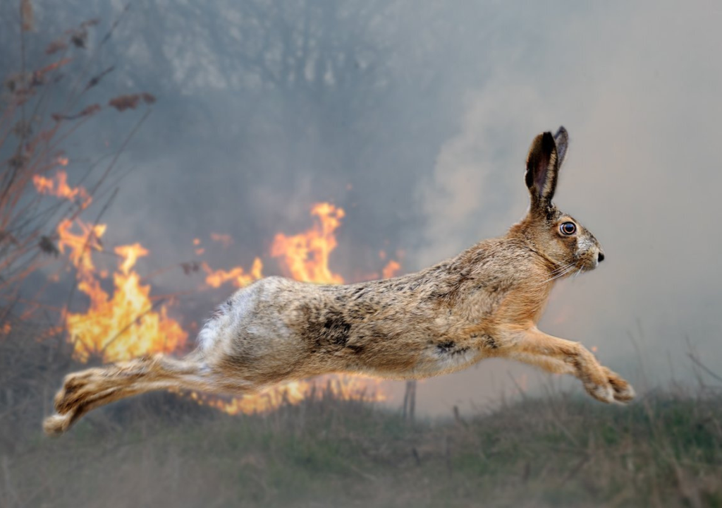 Ante un incendio forestal, los animales están tan o más expuestos que los humanos.