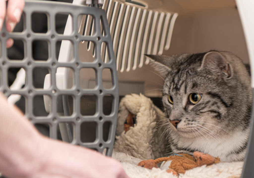 Animales pequeños, como gatos, deben ser transportados en un canil.