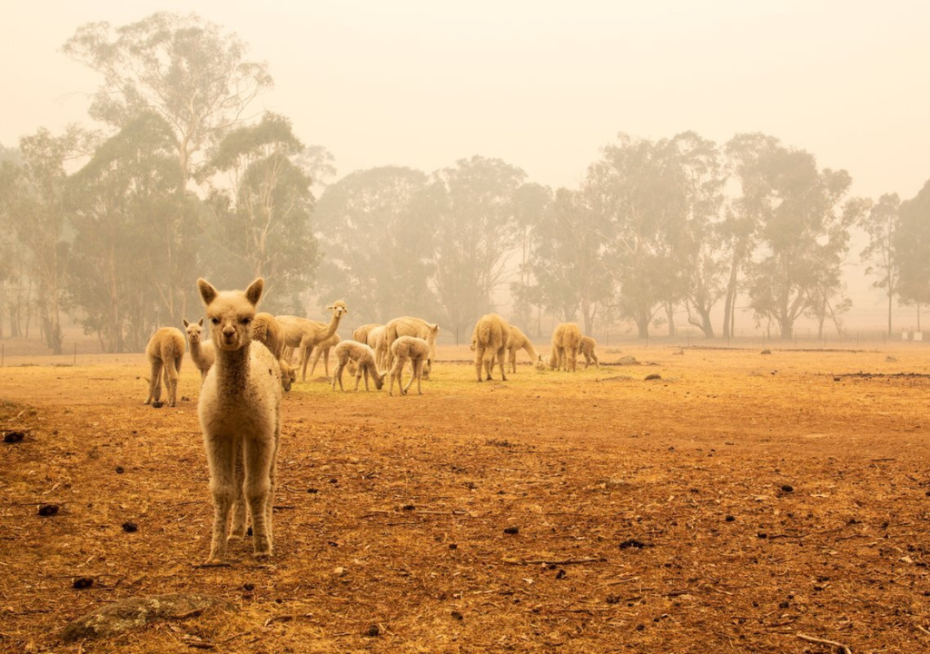 El humo es tan peligroso como el fuego, ya que los animales tienen una capacidad pulmonar distinta.