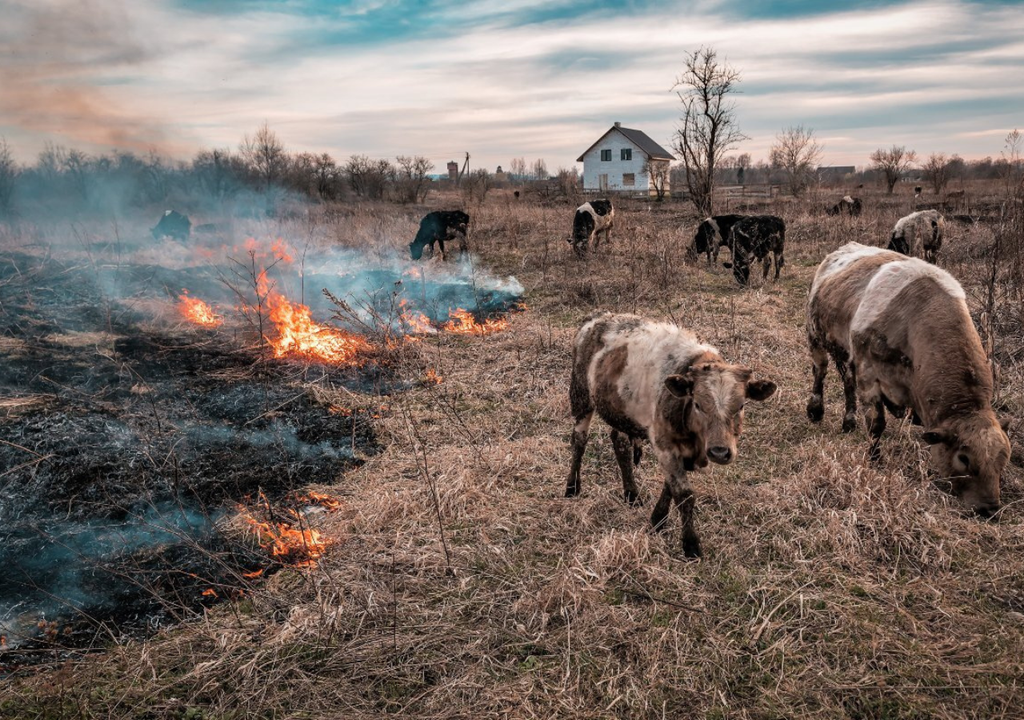 Es recomendable crear zonas de seguridad alrededor de las cercas del ganado, para que actúen como cortafuegos.