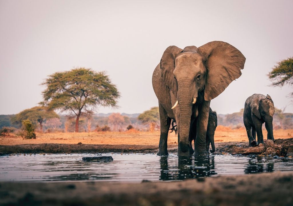 Botswana is home to a third of all African elephants