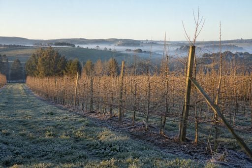 Massa polar em SC: frio de &minus;5&deg;C beneficia ma&ccedil;&atilde;s, mas traz risco das geada; confira