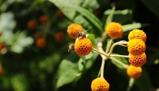 Matico, el ingrediente natural que muchos tienen cerca y fue imprescindible en la medicina ancestral
