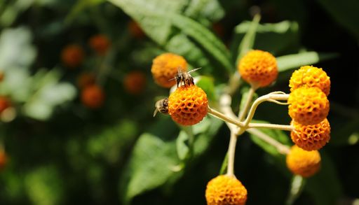 Matico, el ingrediente natural que muchos tienen cerca y fue imprescindible en la medicina ancestral