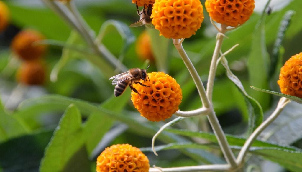 matico ornamental Además de su importancia cultural, el matico también posee valor ornamental y ecológico.