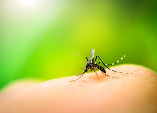 Mauvaise nouvelle : les moustiques vieillissent plus vite avec le réchauffement climatique