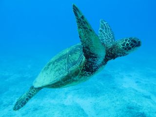 Mayoría de tortugas verdes serán hembras por cambio climático