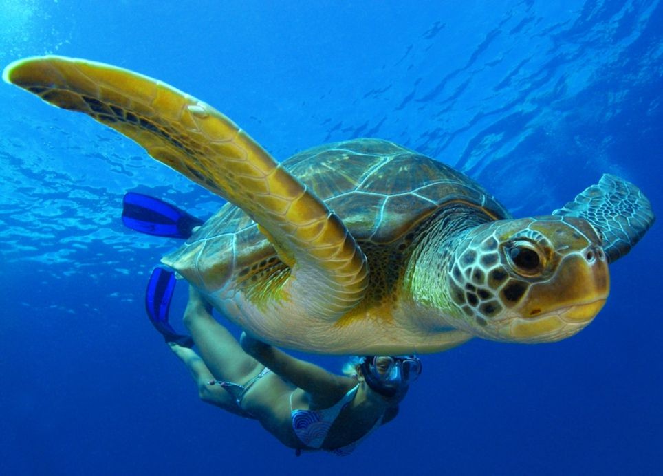 Chelonia Mydas Chelonia Mydas