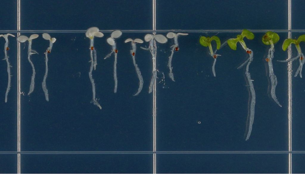 Las plántulas con una marca epigenética específica en su genoma toleran mejor las altas concentraciones de sal que las que carecen de ella. Si esta marca se reproduce mediante una sustitución de aminoácidos, se observa el mismo efecto en el mutante: las plántulas (derecha) crecen mejor que las que no tienen la marca (izquierda).© Minoru Ueda/PNAS; CC BY-NC-ND 4.0