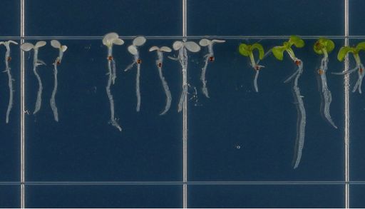 Investigadores descubren un mecanismo de tolerancia a la sal en las plantas