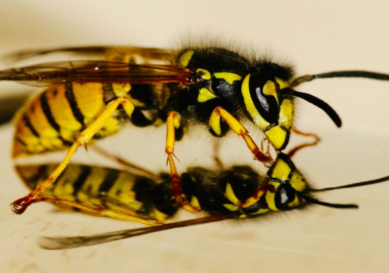 Los medios de comunicación presentan a las avispas como plagas, pero a las abejas como útiles polinizadoras, cuando las avispas realizan la misma función. Foto de James Wainscoat en Unsplash