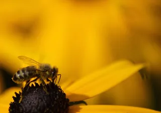 Os media deveriam ser mais positivos em relação às vespas, segundo entomologistas