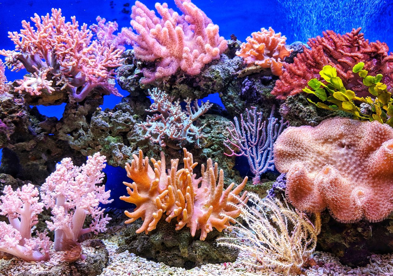 Los corales del Mediterráneo albergan partículas de carbono procedentes de la quema de combustibles fósiles. Foto de QUI NGUYEN en Unsplash.