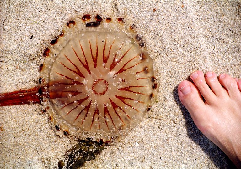Medusas en la playa Medusas en la playa
