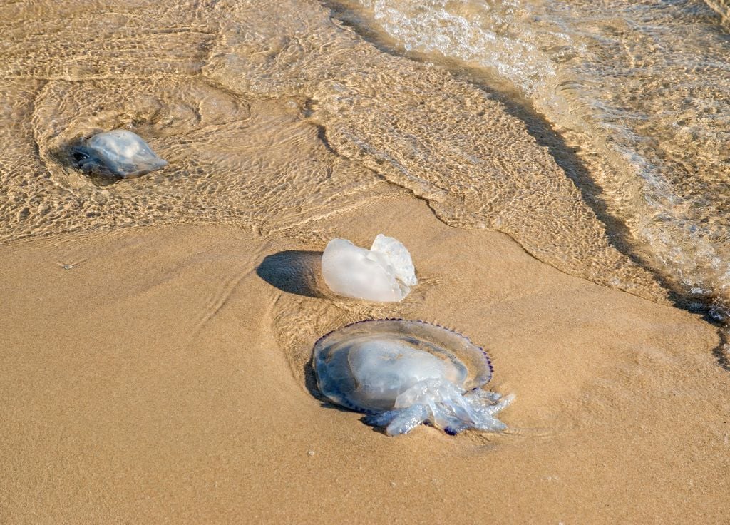 Méduses plages sable piqûres prétexte mer
