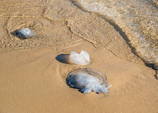 Méduses à la plage cet été : quels sont les bons gestes à adopter en cas de piqûres ?