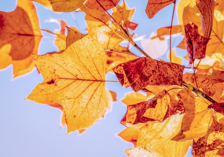 Goldener Herbst auch im November Goldener Herbst auch im November