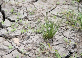 Mega-Hitze oder ein neues Dürre-Hoch: Wie startet der Monat Mai?
