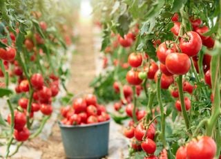 Mégaferme, culture de tomates, serres chauffées : pourquoi rien ne va dans ce projet agricole en Normandie ?