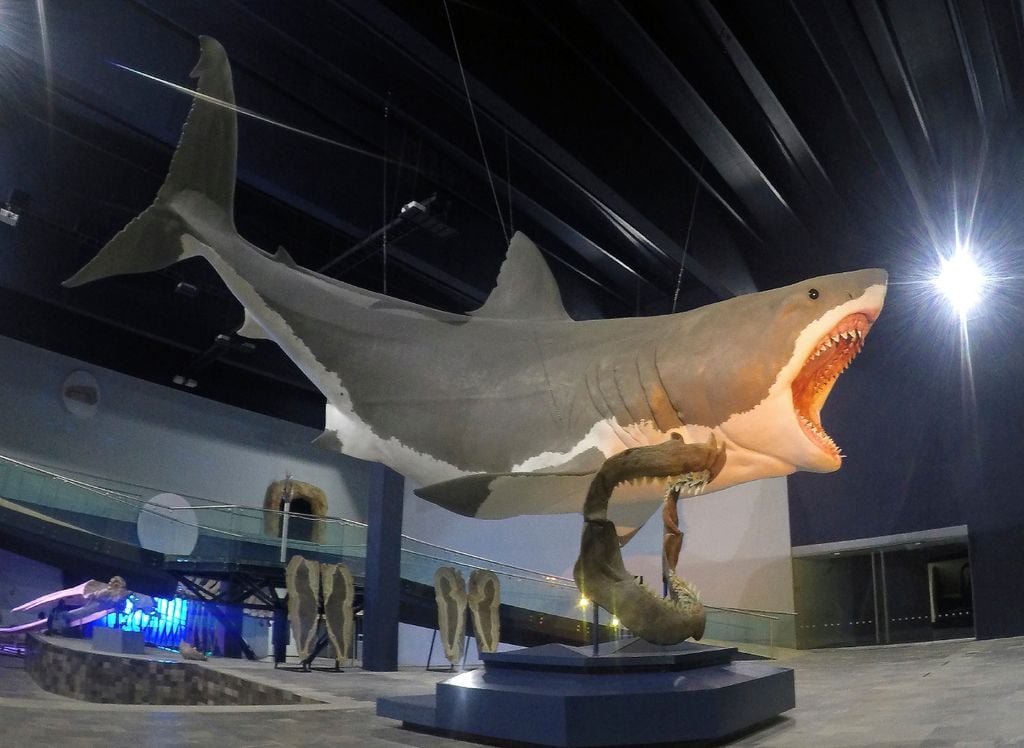 Escultura de um megalodonte